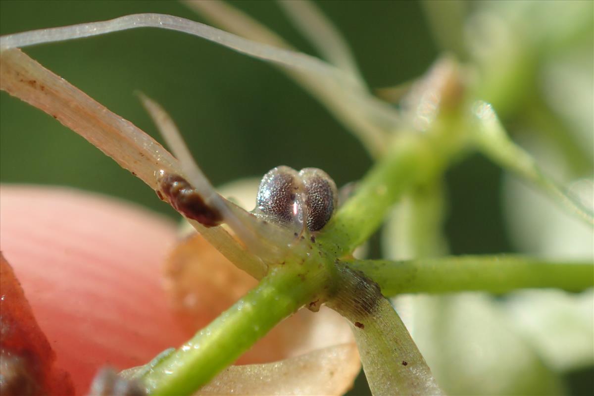 Callitriche brutia (door Stef van Walsum)