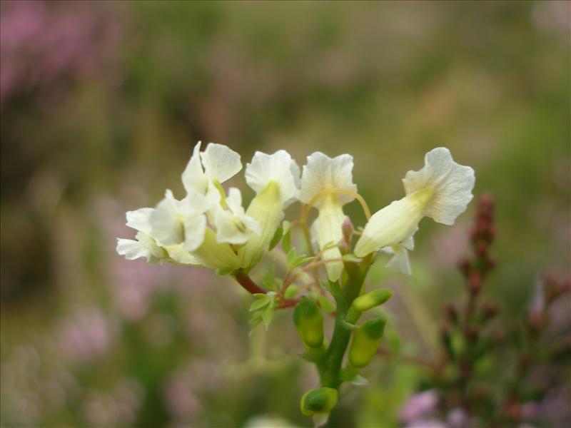 Ceratocapnos claviculata (door Piet Bremer )