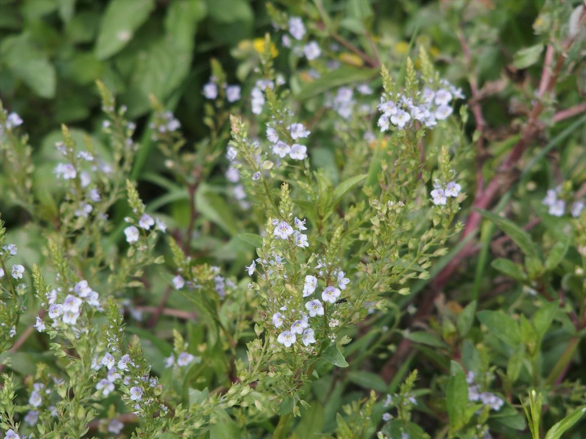 Veronica x lackschewitzii (door Willemien Troelstra)