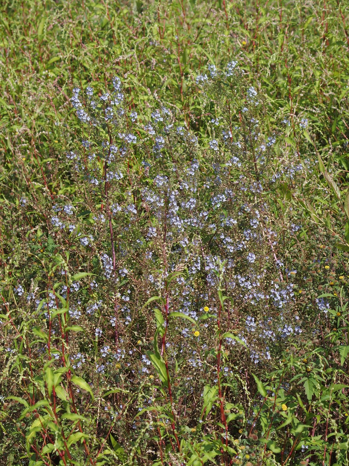 Veronica x lackschewitzii (door Willemien Troelstra)