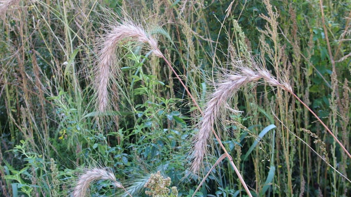 Elymus canadensis (door Sipke Gonggrijp)