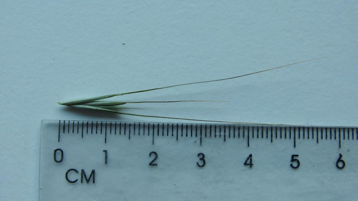 Elymus canadensis (door Sipke Gonggrijp)