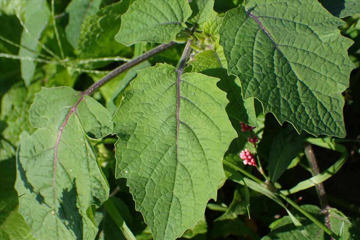 Physalis grisea (door Sipke Gonggrijp)