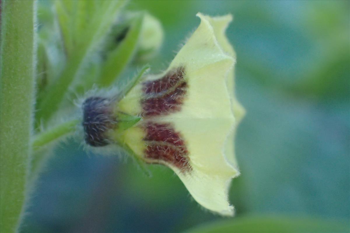 Physalis grisea (door Sipke Gonggrijp)