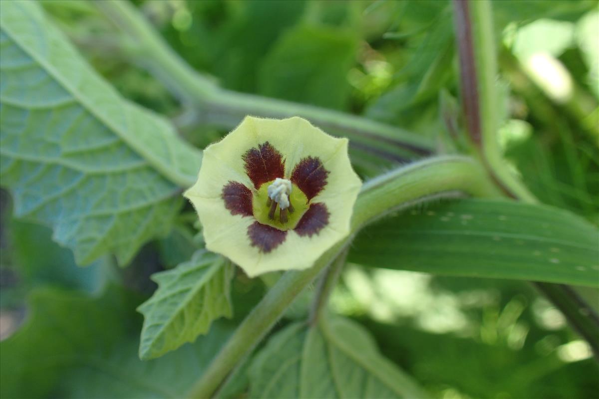 Physalis grisea (door Sipke Gonggrijp)