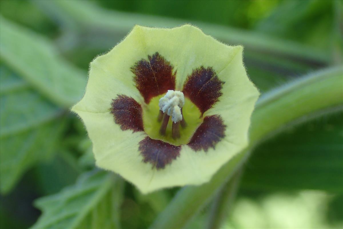 Physalis grisea (door Sipke Gonggrijp)