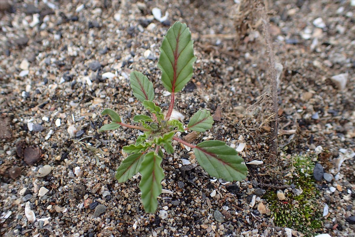 Monsonia brevirostrata (door Sipke Gonggrijp)