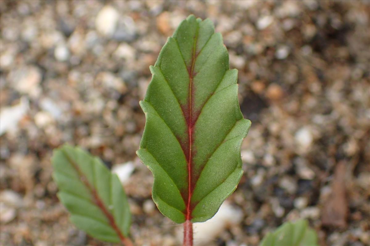 Monsonia brevirostrata (door Sipke Gonggrijp)