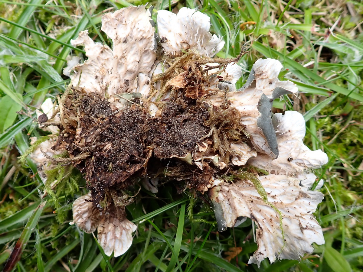 Peltigera rufescens (door Hans Toetenel)