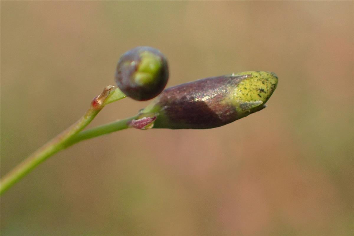 Sesbania herbacea (door Sipke Gonggrijp)