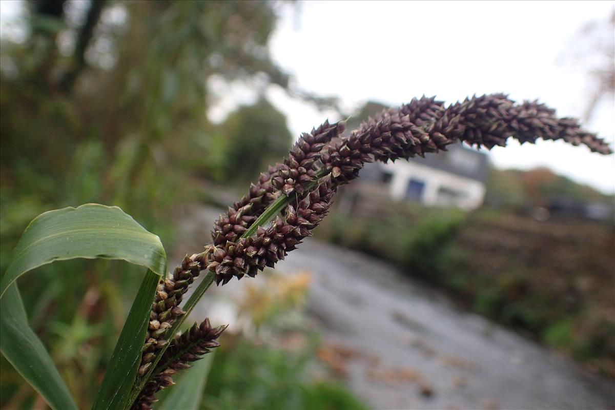 Echinochloa esculenta (door Sipke Gonggrijp)