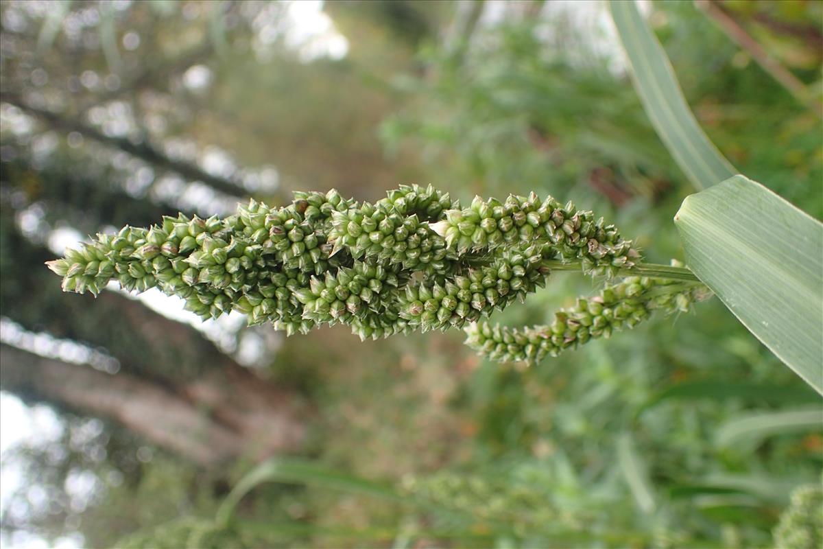 Echinochloa frumentacea (door Sipke Gonggrijp)