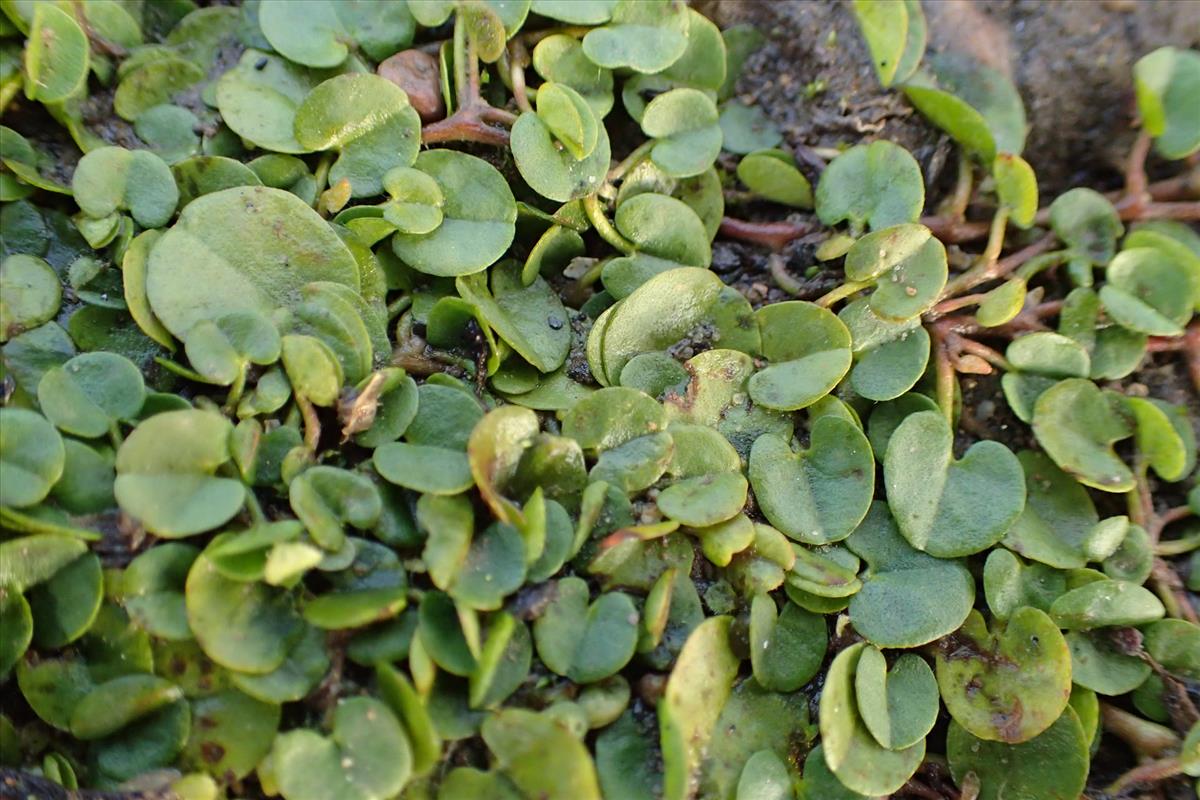 Dichondra micrantha (door Sipke Gonggrijp)