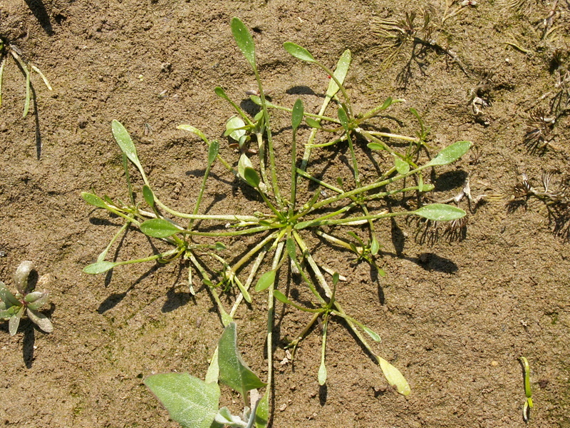 Limosella aquatica (door Han Beeuwkes)