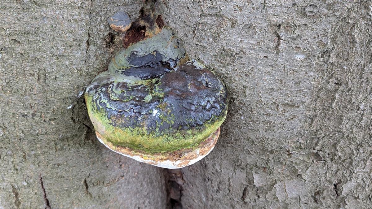 Ganoderma cupreolaccatum (door Michel Langeveld)