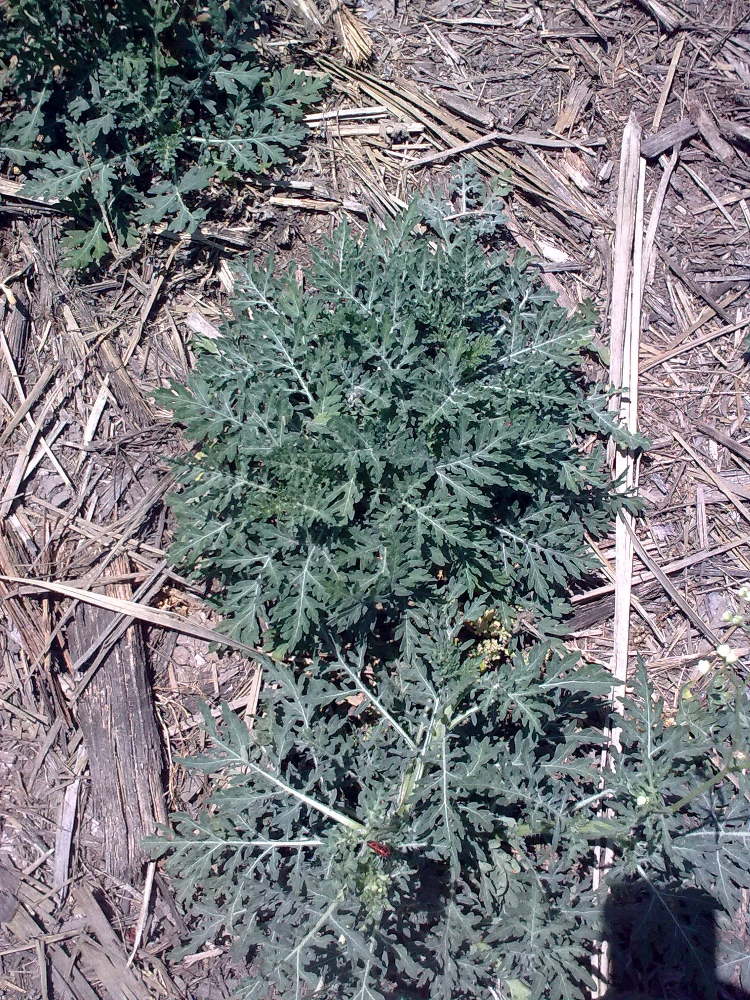 Parthenium hysterophorus (door Johan van Valkenburg)