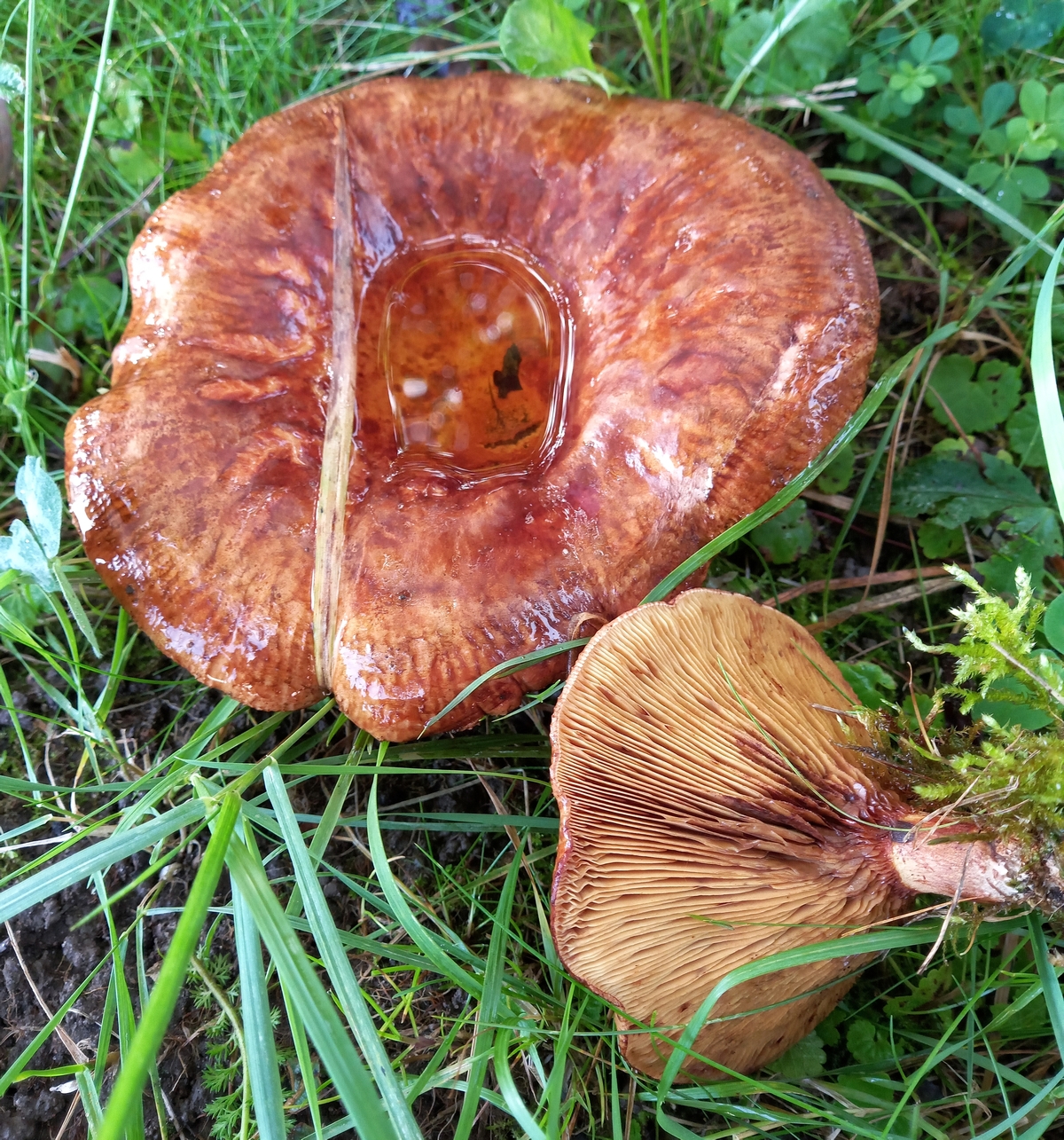 Paxillus ammoniavirescens (door Aldert Gutter)