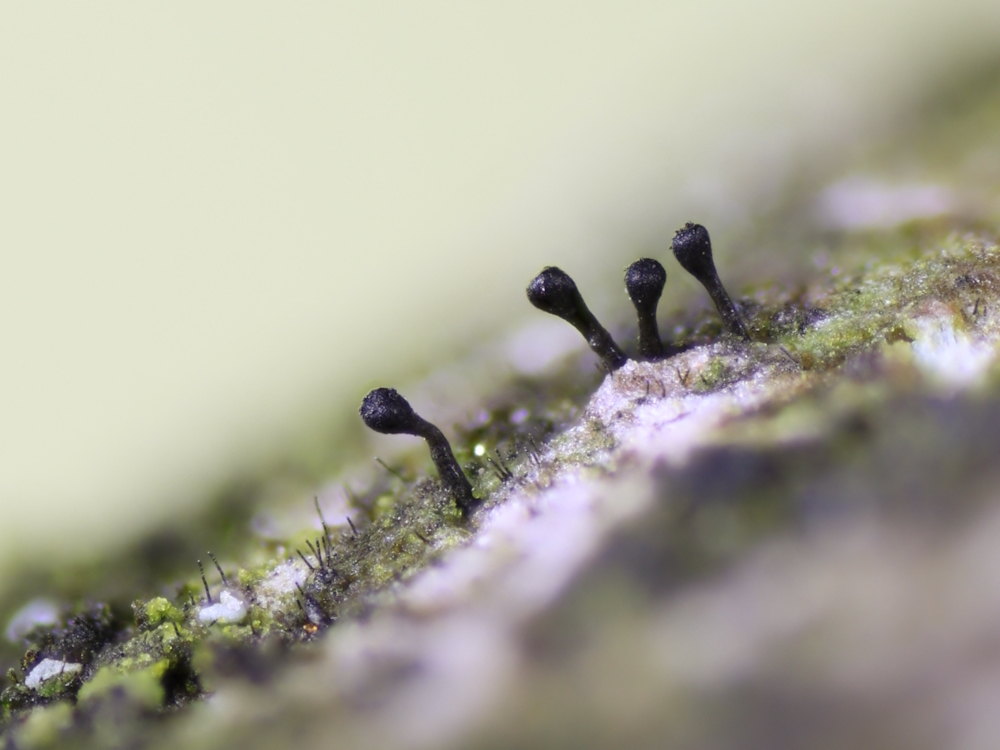 Phaeocalicium populneum (door Henk-Jan van der Kolk)