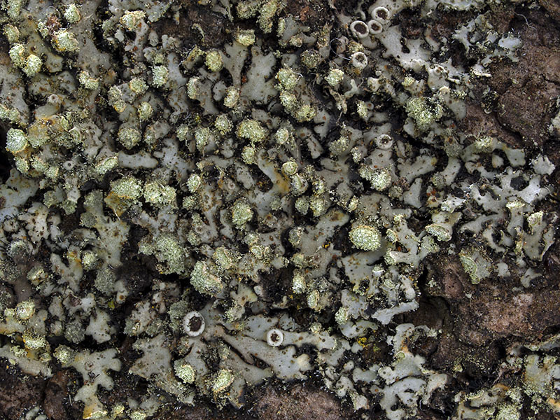 Phaeophyscia endophoenicea (door Bart Horvers)