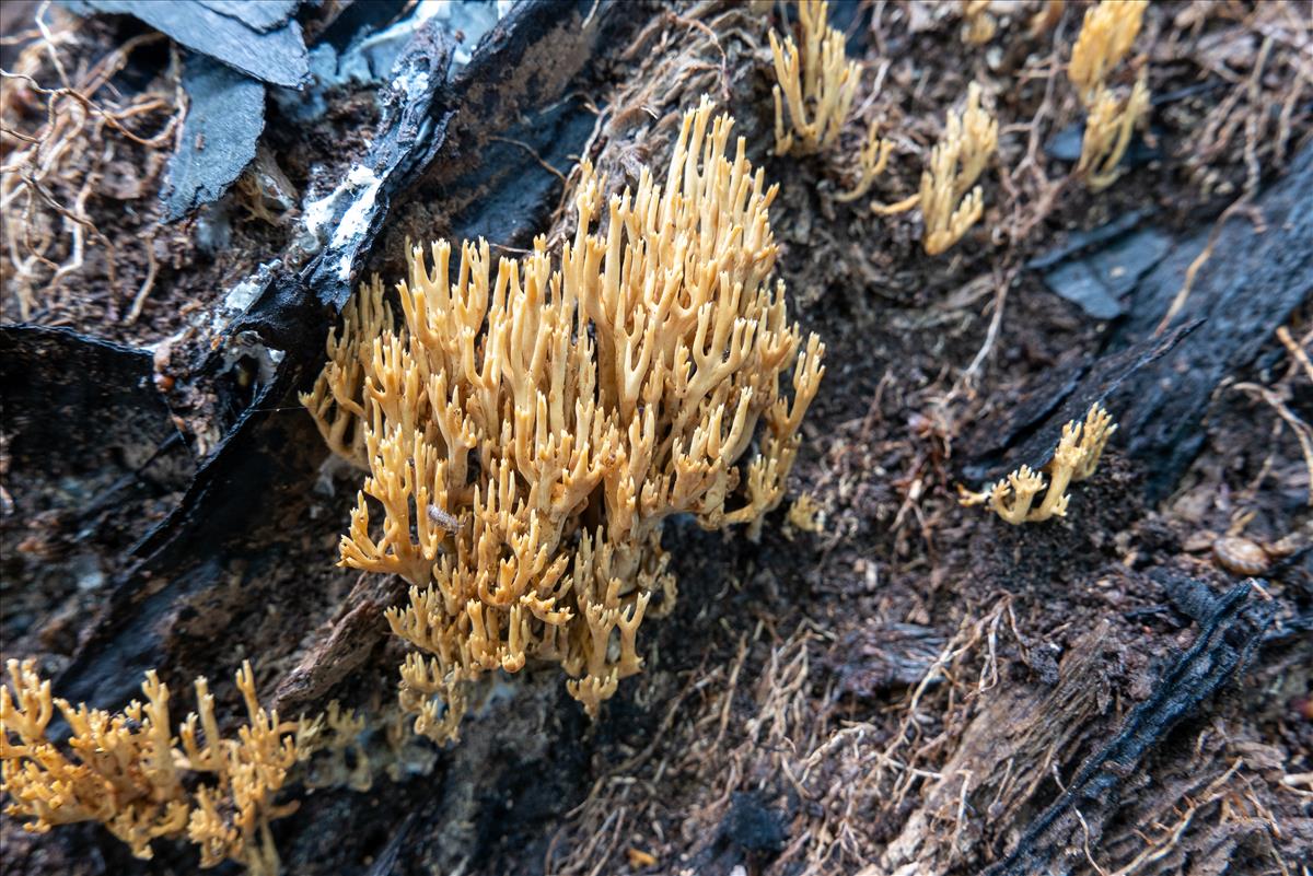 Phaeoclavulina carovinacea (door Alfons Vaessen)