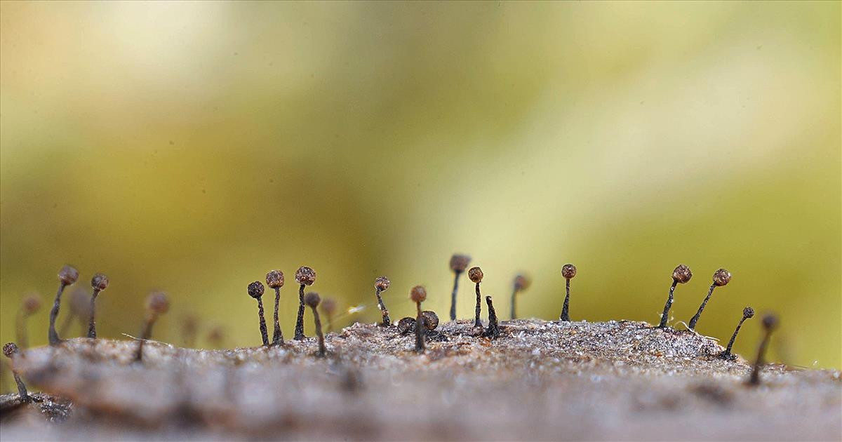 Licea operculata (door Jan Plaisier)