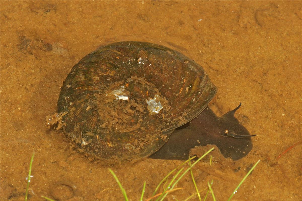 Planorbarius corneus (door Jan Kersten)