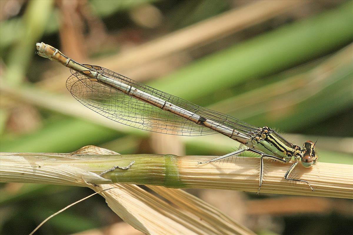 Platycnemis pennipes (door Jan Kersten)