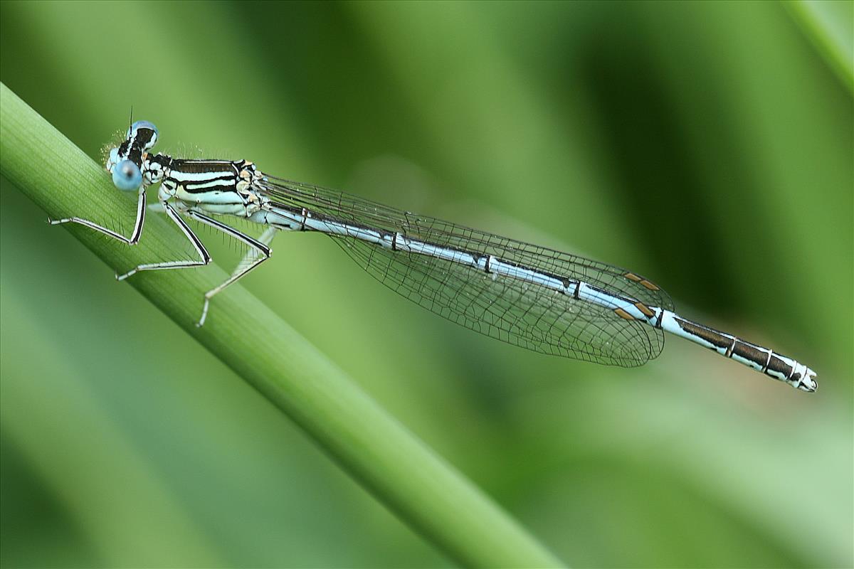 Platycnemis pennipes (door Jan Kersten)