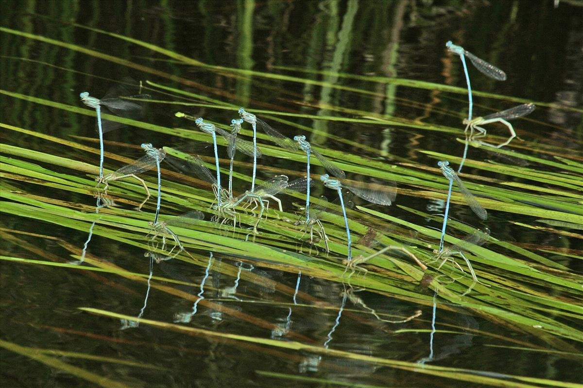 Platycnemis pennipes (door Jan Kersten)