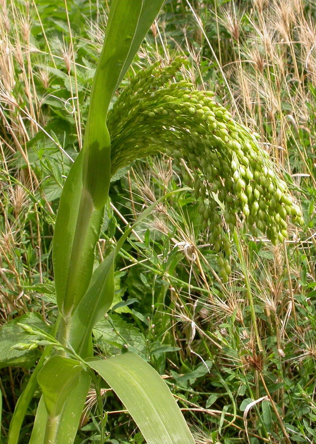 Panicum miliaceum (door Peter Meininger)