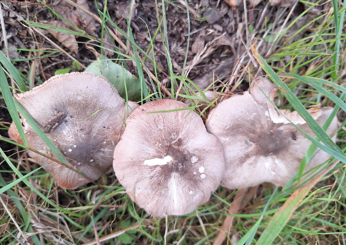 Pluteus ephebeus (door AnnaElise Jansen)