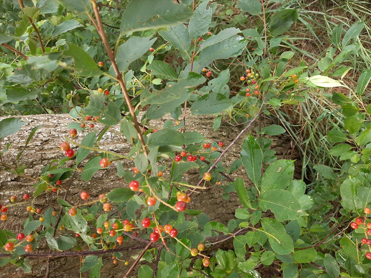 Prunus virginiana (door Ruud Beringen)