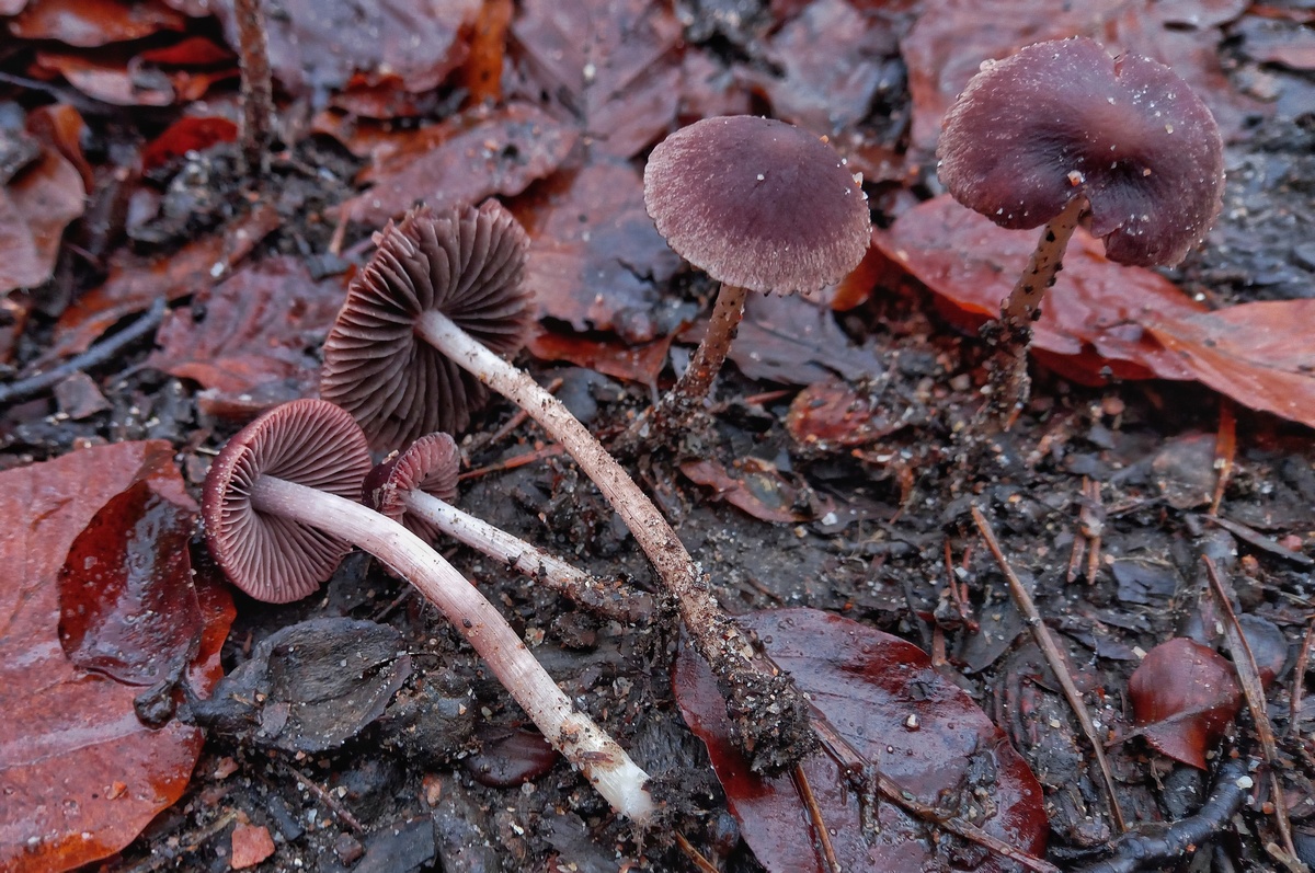 Psathyrella bipellis (door Aldert Gutter)