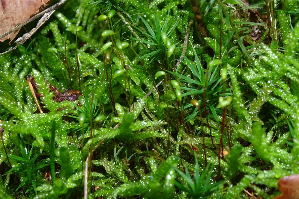 Pseudoscleropodium purum (door Jan Kersten)