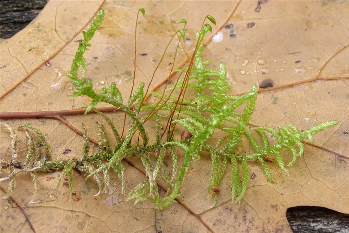 Pseudoscleropodium purum (door Jan Kersten)