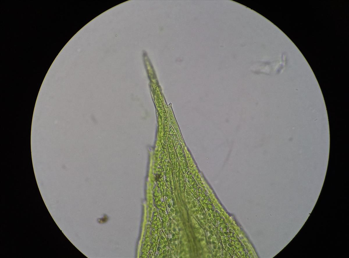 Ptychostomum touwii (door Rens van der Knoop)