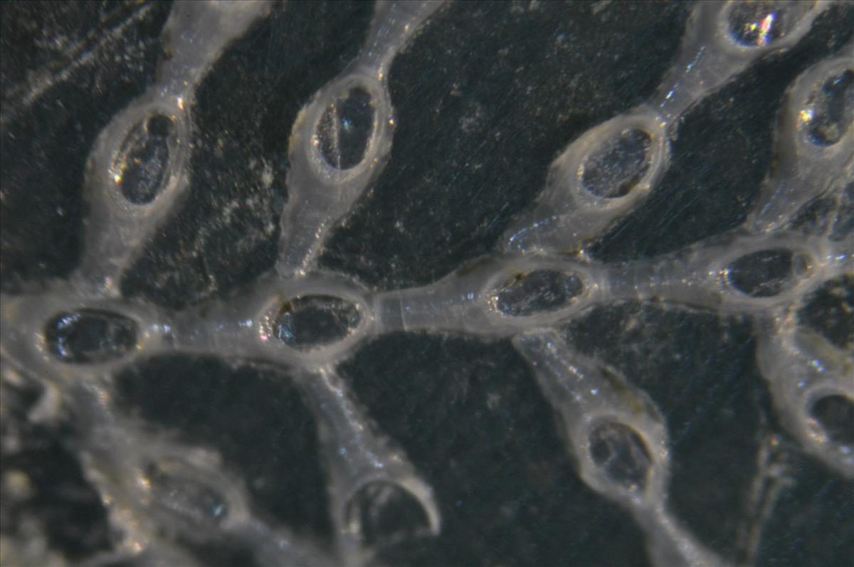 Pyripora catenularia (door Hans De Blauwe)