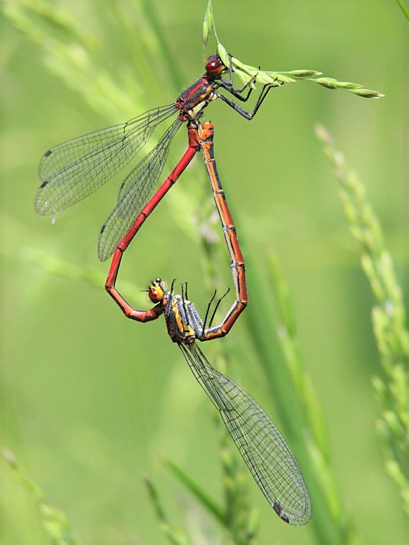 Pyrrhosoma nymphula (door Jan Kersten)