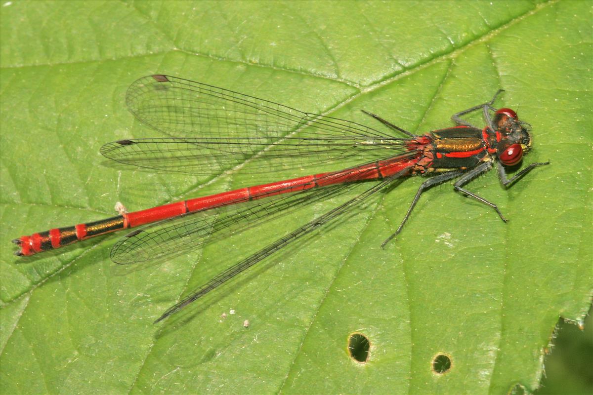 Pyrrhosoma nymphula (door Jan Kersten)