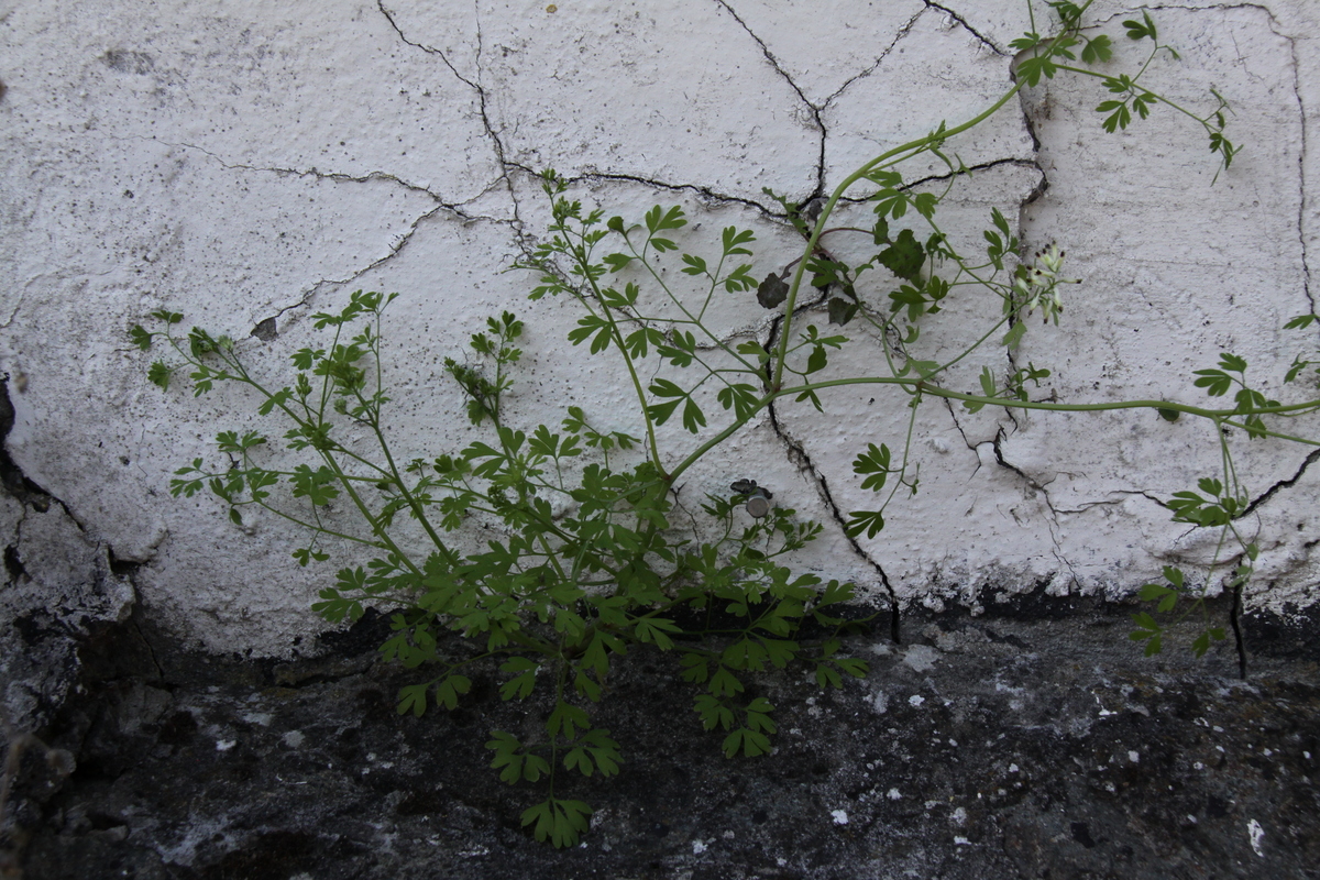 Fumaria capreolata (door Peter Meininger)