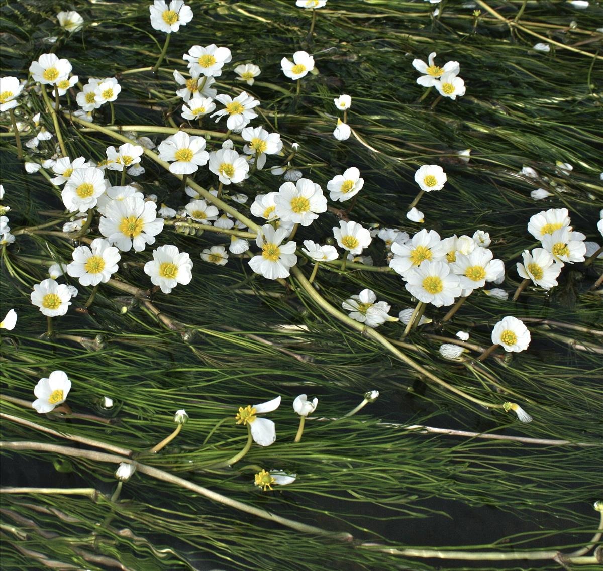 Ranunculus fluitans (door Jelle Hofstra)