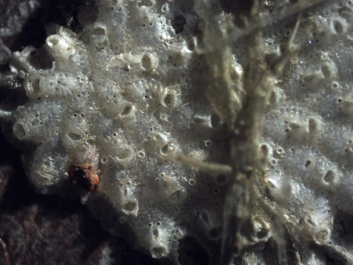 Reptadeonella insidiosa (door Hans De Blauwe)