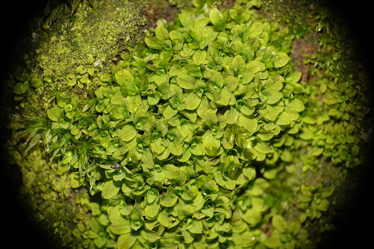 Syntrichia latifolia (door Thijs van Trigt)