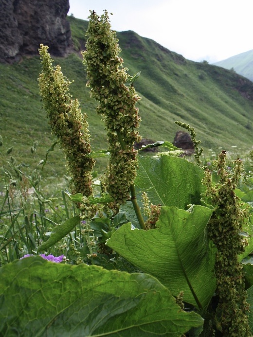 Rumex alpinus (door Jelle Hofstra)