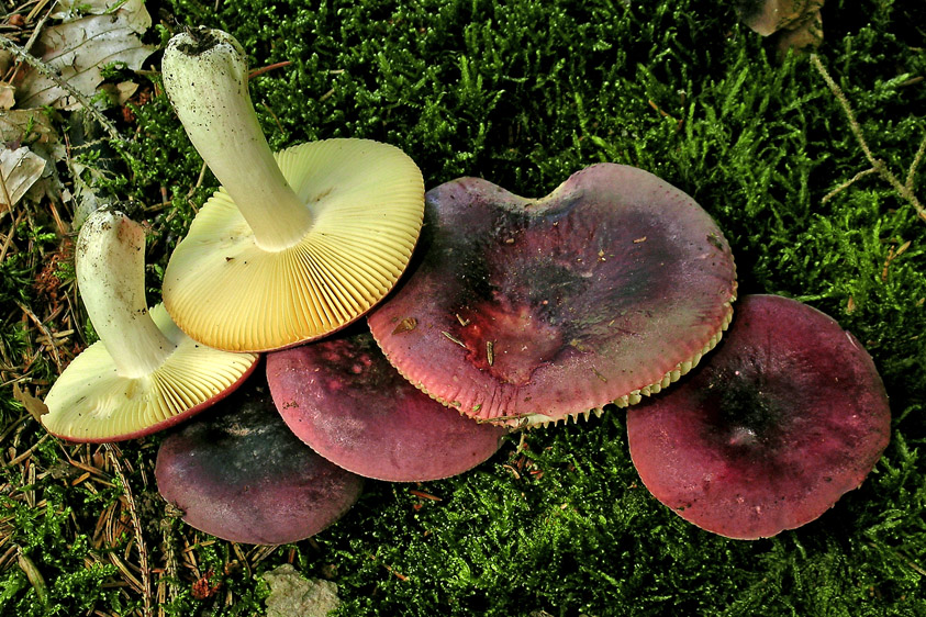 Russula turci (door Henk Huijser)