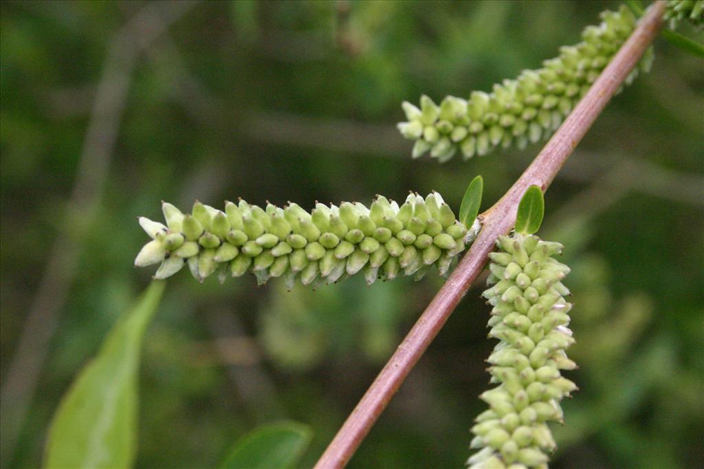 Salix purpurea (door Niels Jeurink)