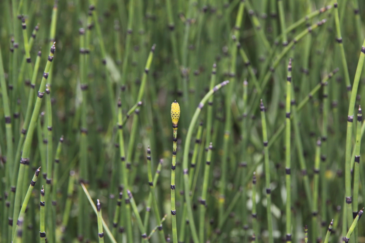 Equisetum hyemale/x moorei (door Peter Meininger)