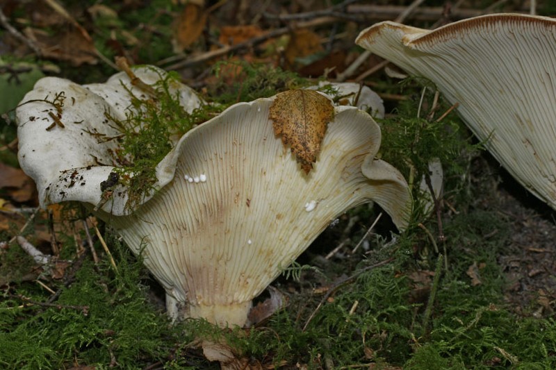 Lactifluus vellereus (door Gerben Winkel)