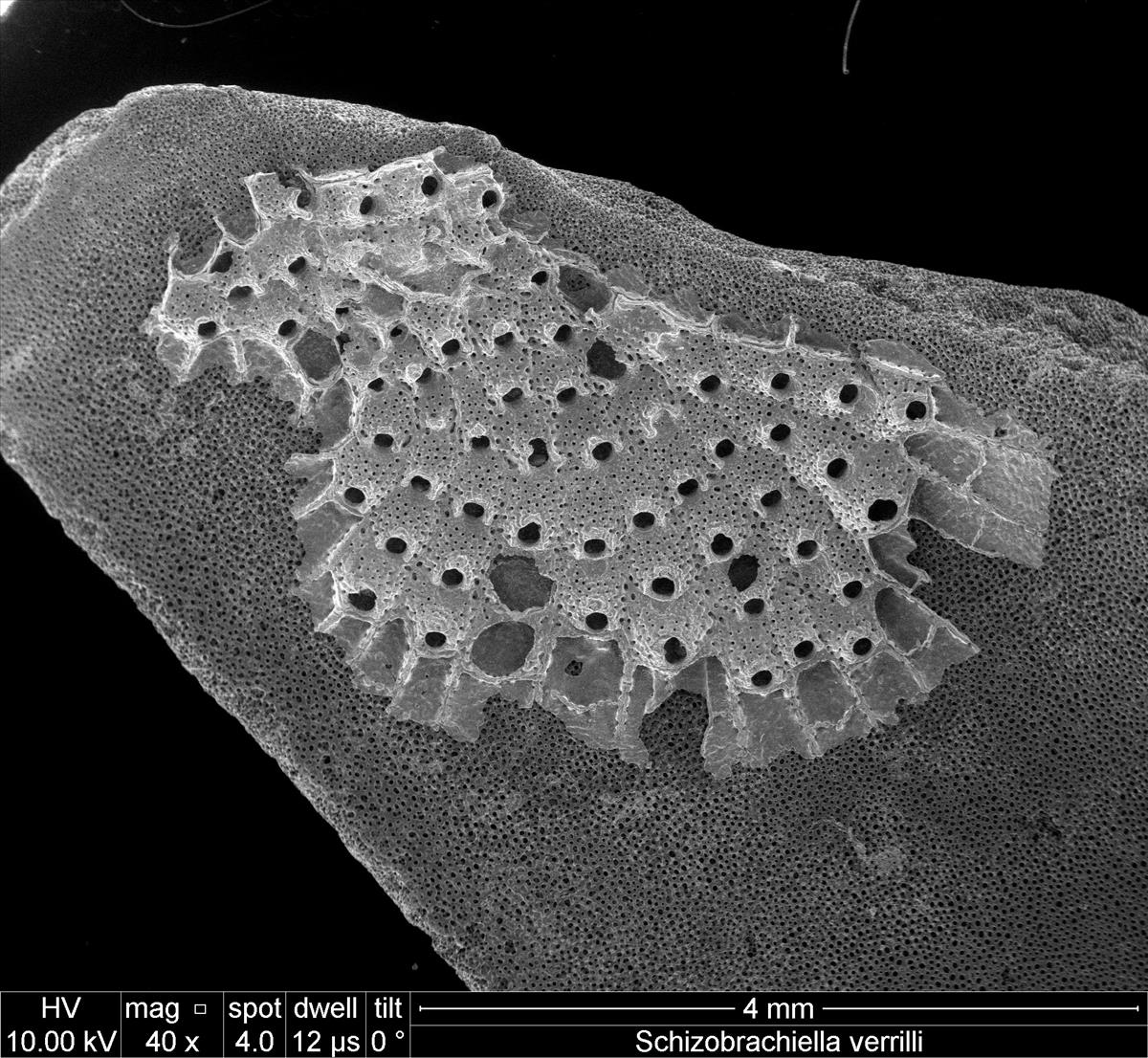 Schizobrachiella verrilli (door Hans De Blauwe)