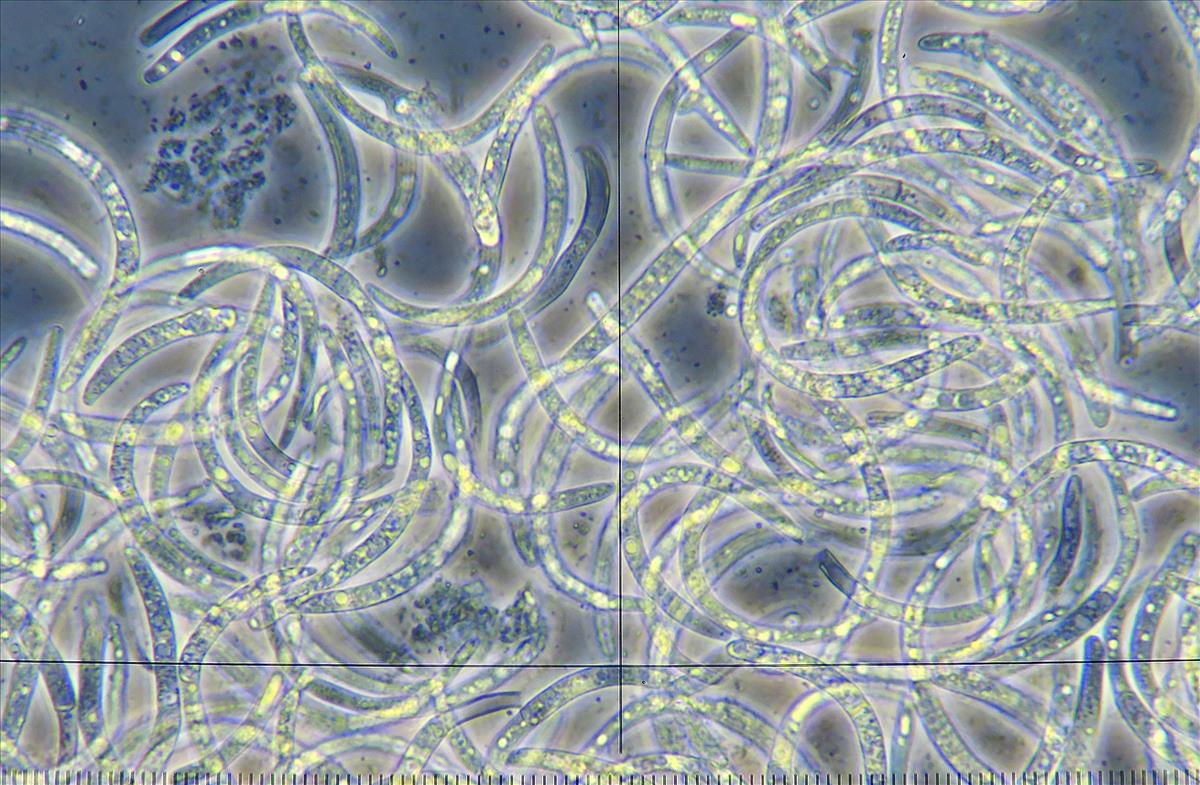 Septoria heraclei (door Eduard Osieck)